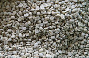 Kenya AA Top Raw Arabica Coffee Beans